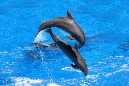 Two dolphins jumping in the Caribbean sea