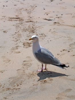 seagull stood on sandy beach in cornwall
