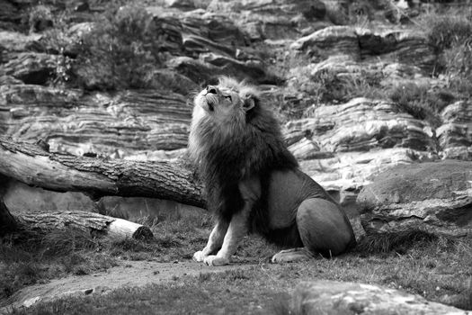 A black and white picture of a lion sitting in the grass