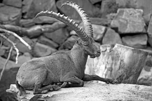 Alpine Ibex resting in a beautiful landscape in Europe