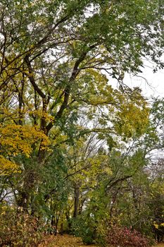 Trees with multi colored leaves  in a park during the months of fall.