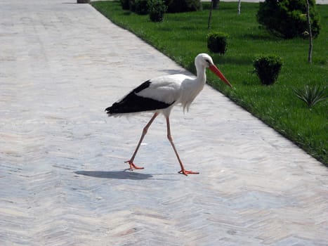 Stork in city park, Tashkent, Uzbekistan