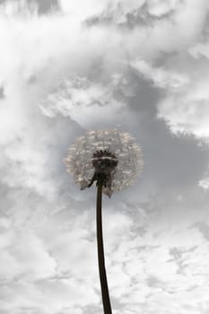 a beautiful wild dandelion flower in the countryside against a cloudy sky in black and white