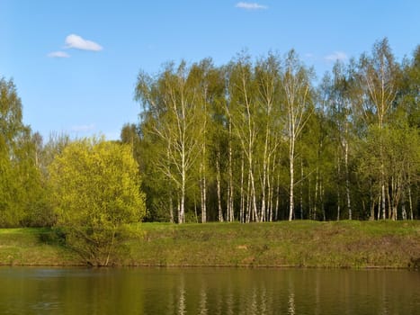 Spring trees on river bank