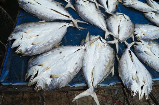 Dried Fish