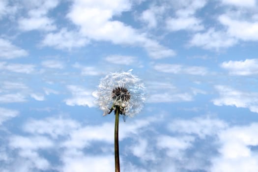 a beautiful wild dandelion flower in the countryside against a blue cloudy sky