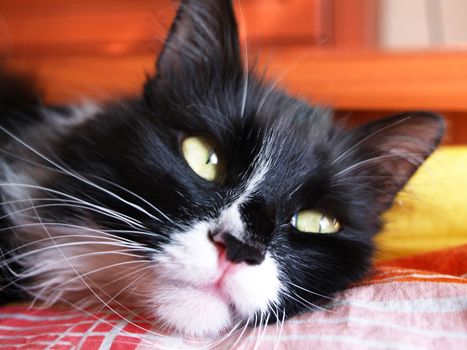 Relaxing black-and-white cat