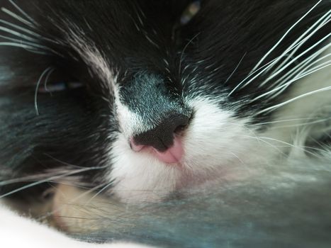 Relaxing black-and-white cat