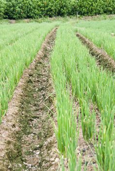 A row of green chives in a large garden