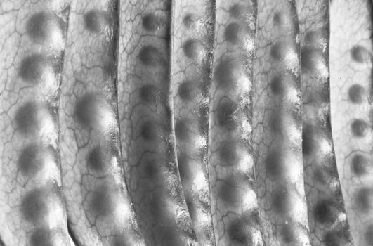 black and white abstract of green bean veins and pods