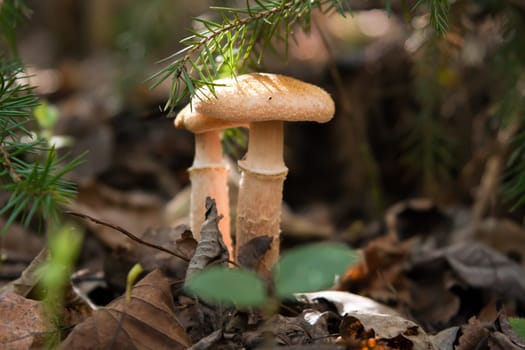 autumn mushrooms