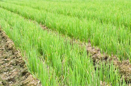 rows of green chives in a large vegetable garden