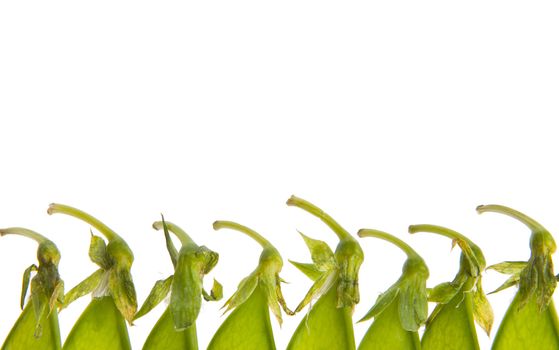 Isolated closeup of green pea pod tops