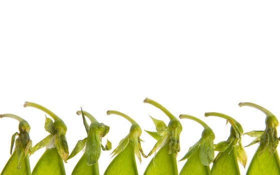 Isolated closeup of green pea pod tops