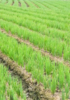 rows of green chives in a large vegetable garden