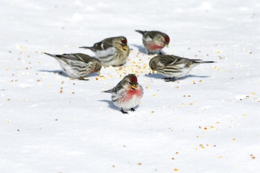 Group of small and colorful Common redpolls with fluffed feathers eating seeds on the snow on a very cold winter day.