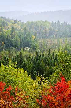 High view of fall forest with colorful trees in rain storm