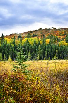 Fall forest with colorful trees and new saplings