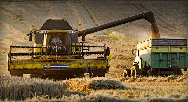 a combine depositing its load in a trailer