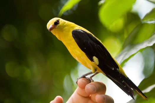 Golden oriole sitting on a hand