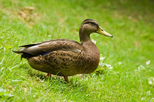Duck standing on the grass