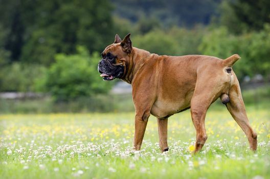 a boxer dog 