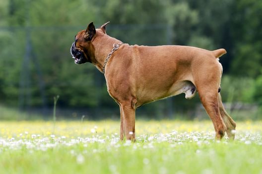 a boxer dog