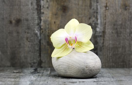 an orchid flower and a stone on wood background