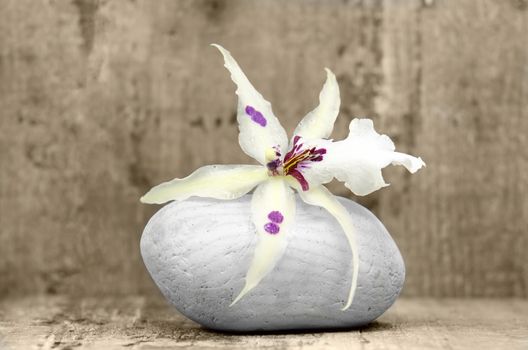 an orchid flower on a stone on wood background