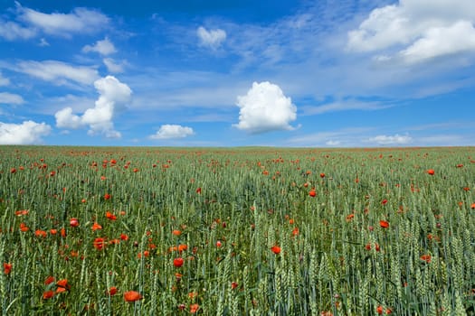 landscape with field of red poppies under blue sky