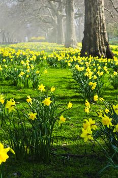 Blooming daffodils in St James's Park in London