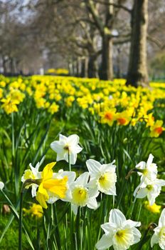 Blooming daffodils in St James's Park in London