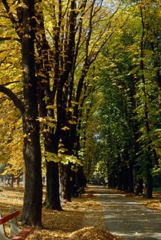 Autumn in Park