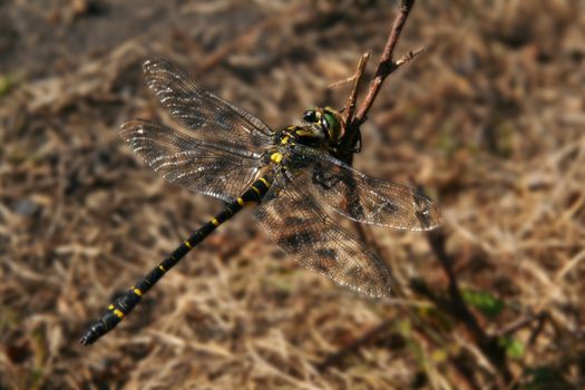 close up dragonfly macro picture, very detailed