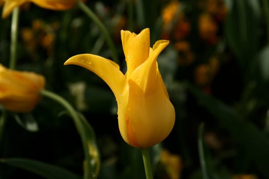 yellow tulip in a garden