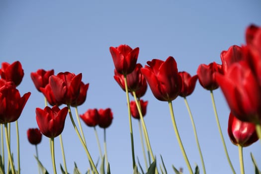 many red tulips in a field - blue sky