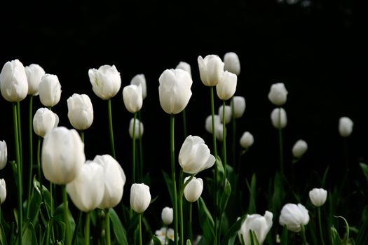 white tulips in a dark garden