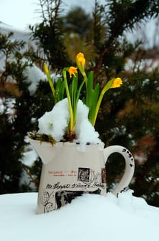 Yellow daffodils in a pot covered in snow