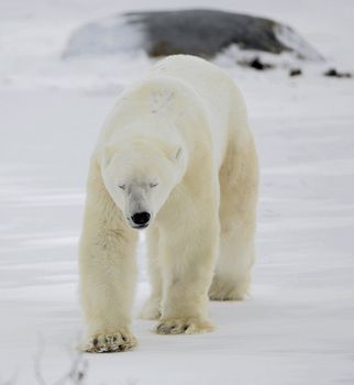 The polar bear going blindly, close up in habitat.