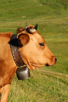 Cow, farm animal in the french alps, Abondance race cow, savy, beaufort sur Doron