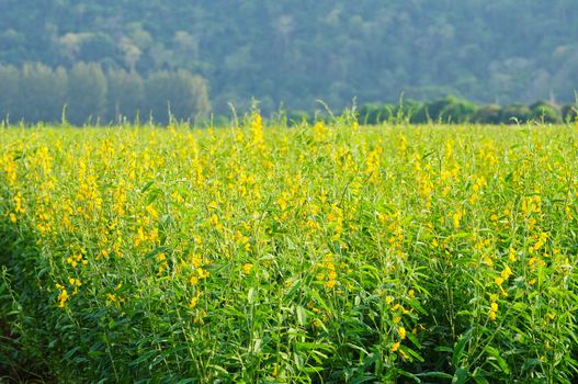 Field of sunnhemp flowers