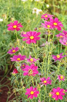 Pink Cosmos Flowers