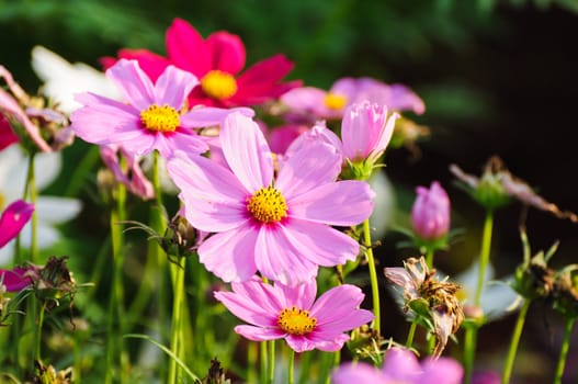 Pink Cosmos Flowers