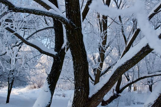 Woods in the snow. Cold winter day in Siberia. Trees in the snow.