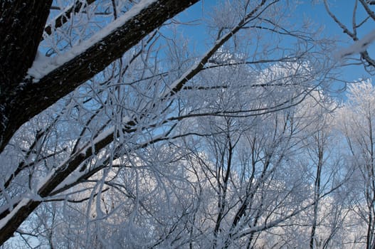 Woods in the snow. Cold winter day in Siberia. Trees in the snow.