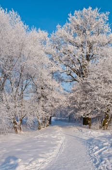 Woods in the snow. Cold winter day in Siberia. Trees in the snow.