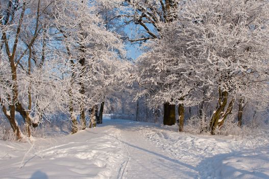 Woods in the snow. Cold winter day in Siberia. Trees in the snow.