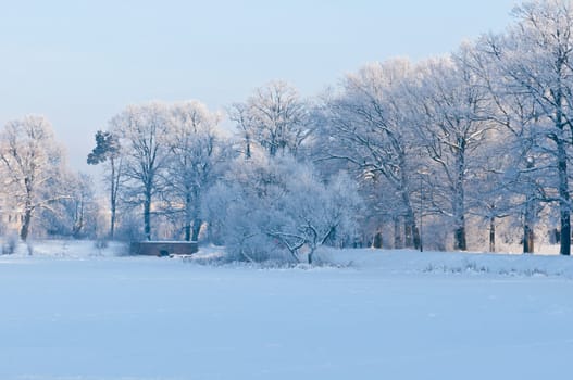 Woods in the snow. Cold winter day in Siberia. Trees in the snow.