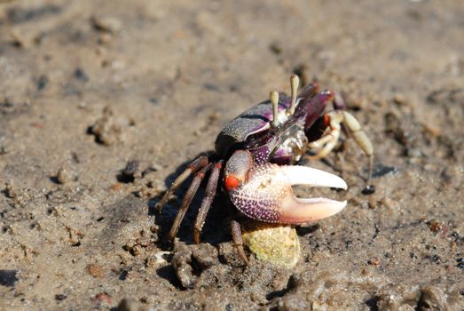 Ghost crab (Ocypode sp.) on the beach, Mozambique, southern Africa