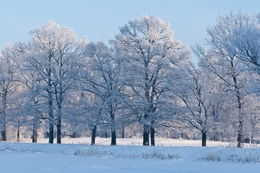 Woods in the snow. Cold winter day in Siberia. Trees in the snow.